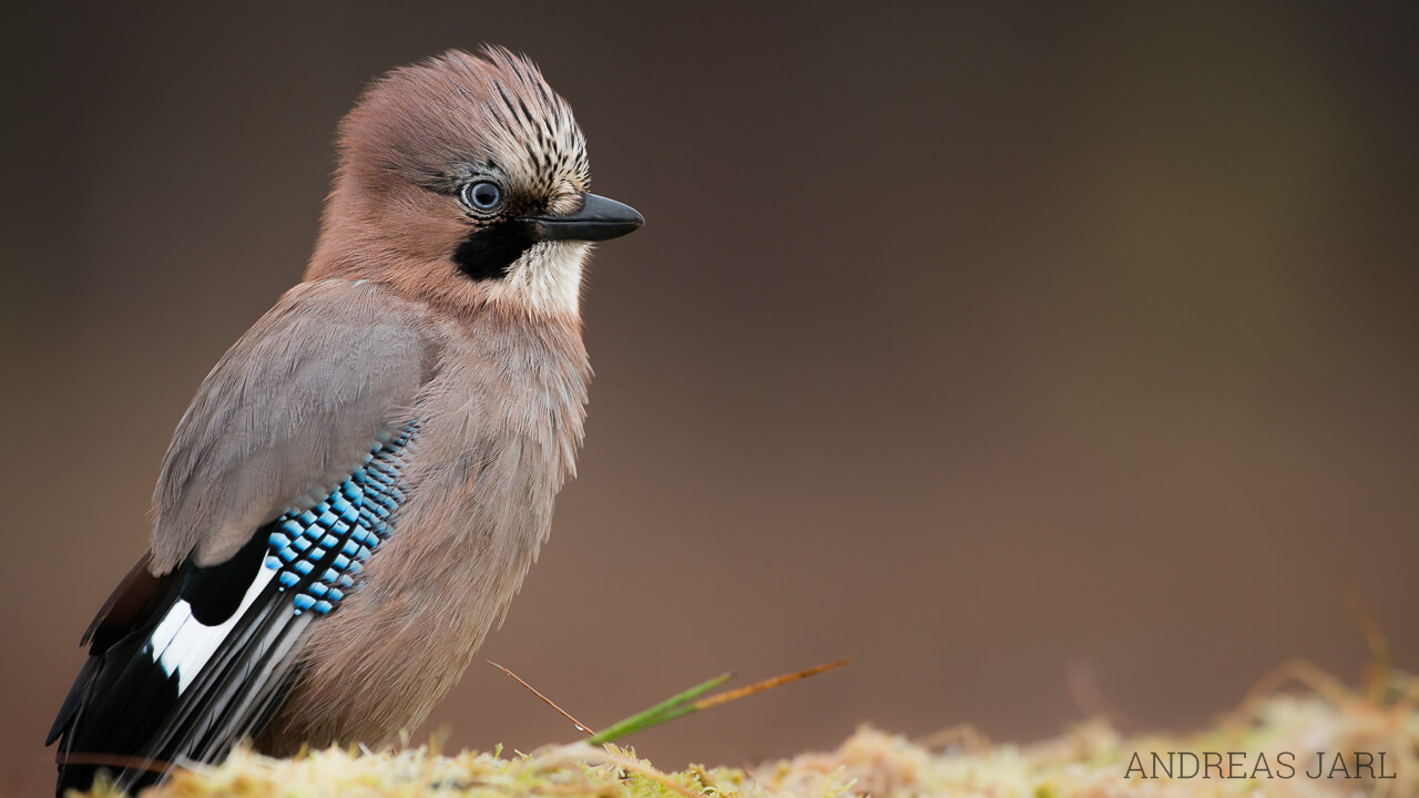 garrulus_glandarius_1454