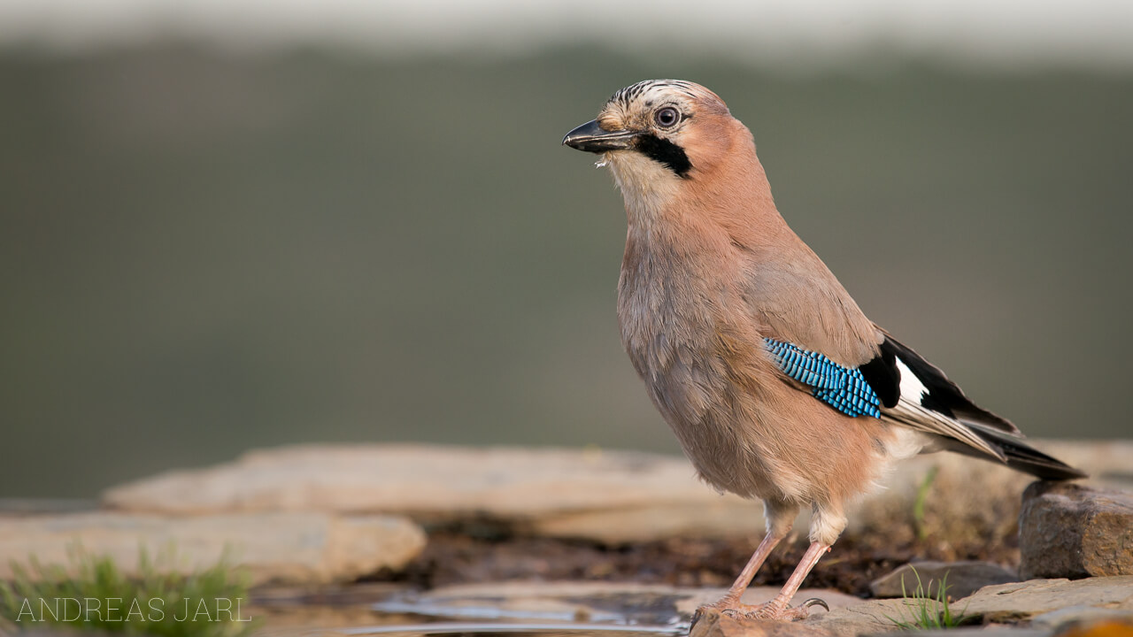 garrulus_glandarius_2817