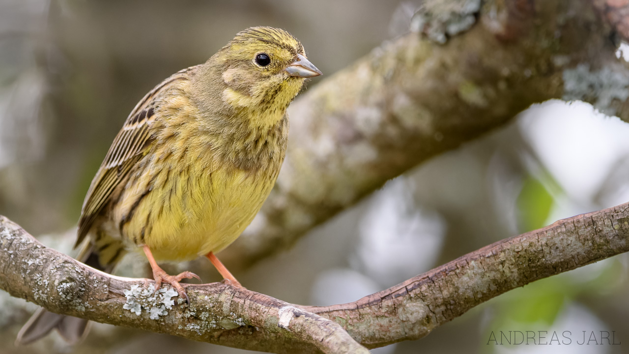 emberiza_citrinella_4921_dxoxd