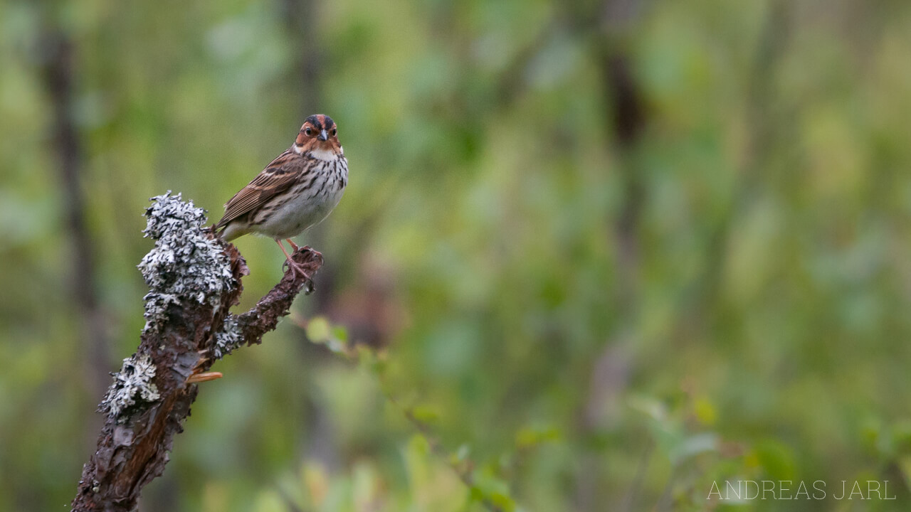 emberiza_pusilla_536