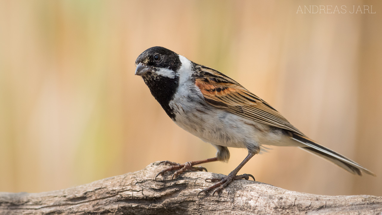 emberiza_schoeniclus_3430