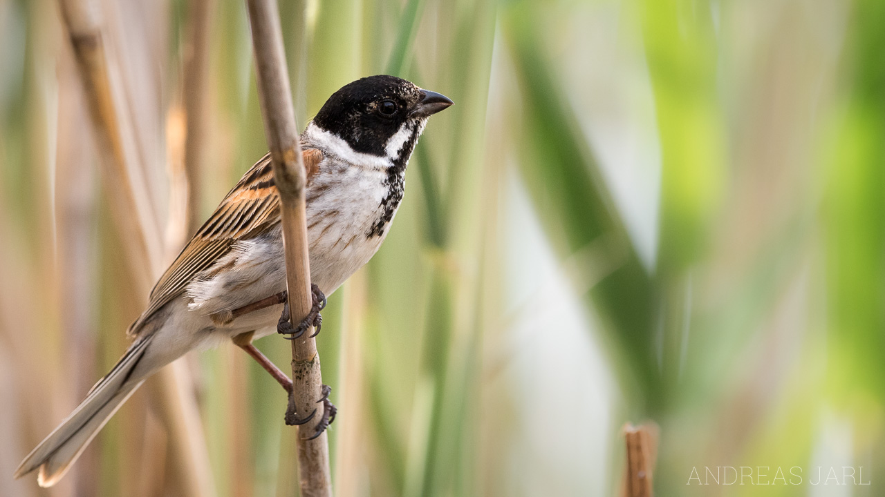 emberiza_schoeniclus_3431