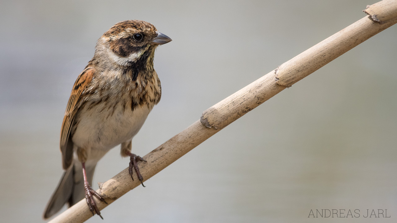 emberiza_schoeniclus_3432