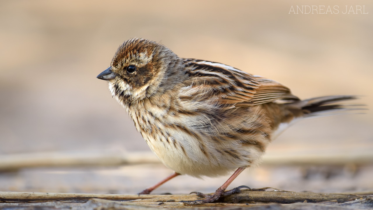 emberiza_schoeniclus_4640_dxo