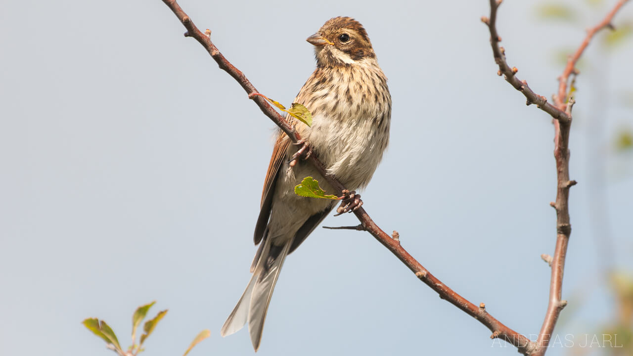 emberiza_schoeniclus_641