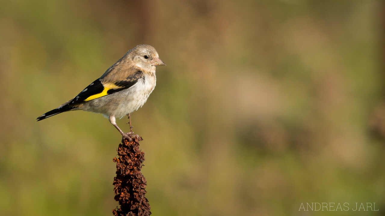 carduelis_carduelis_2413