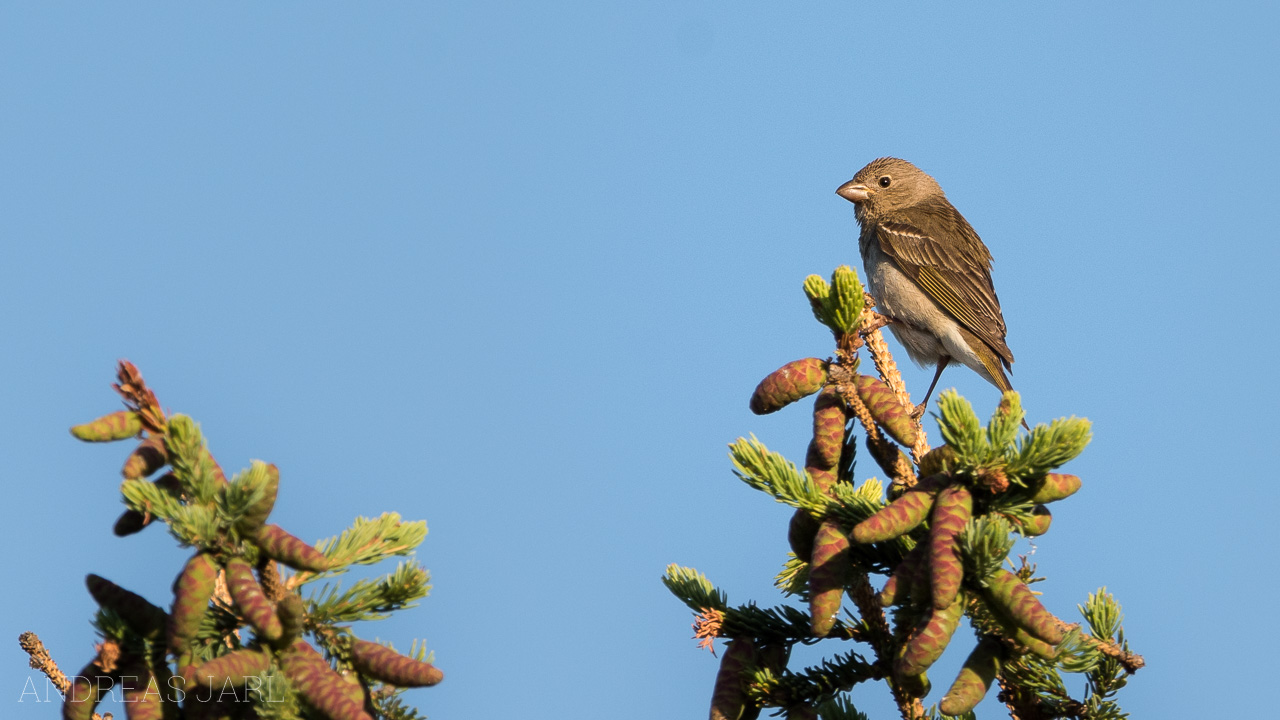 carpodacus_erythrinus_3789