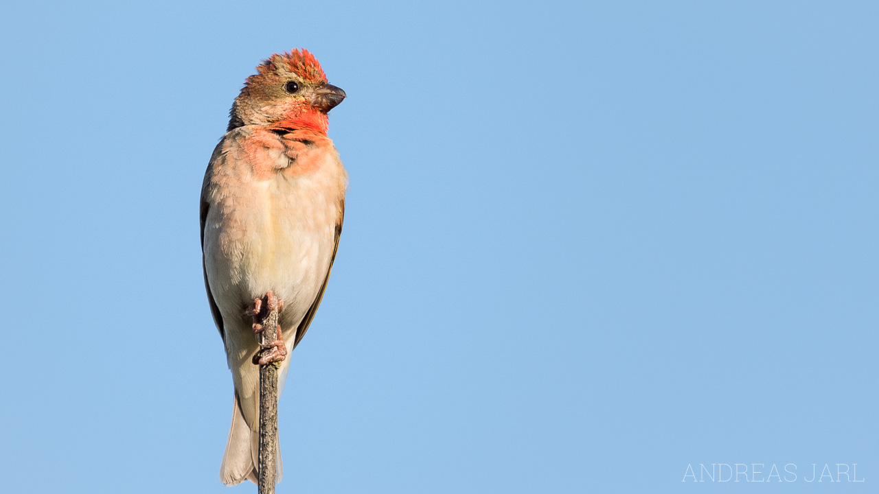 carpodacus_erythrinus_4371