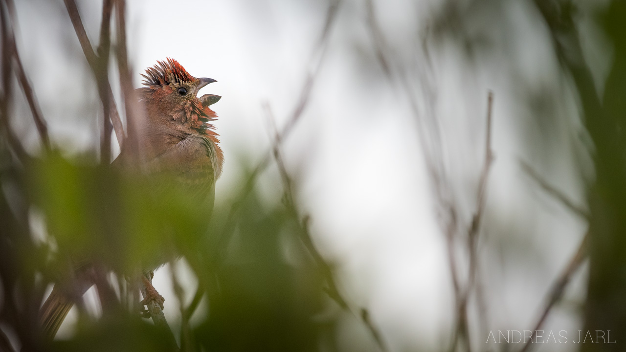 carpodacus_erythrinus_4372