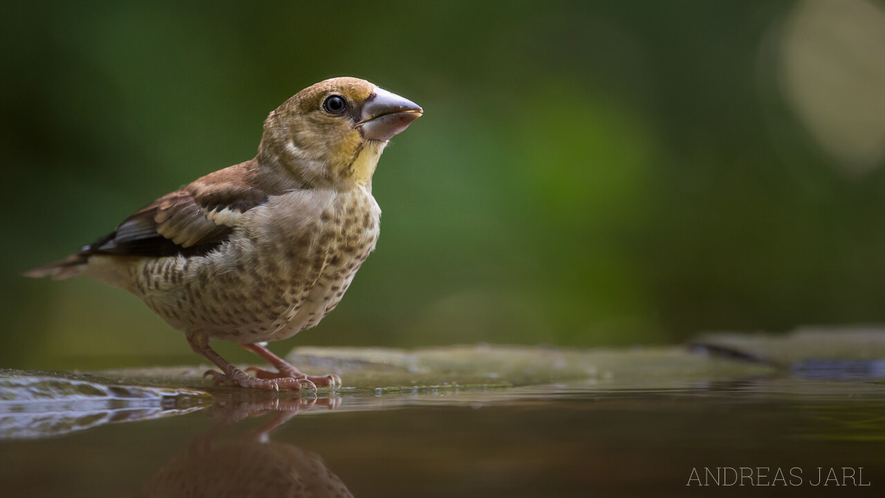 coccothraustes_coccothraustes_2302