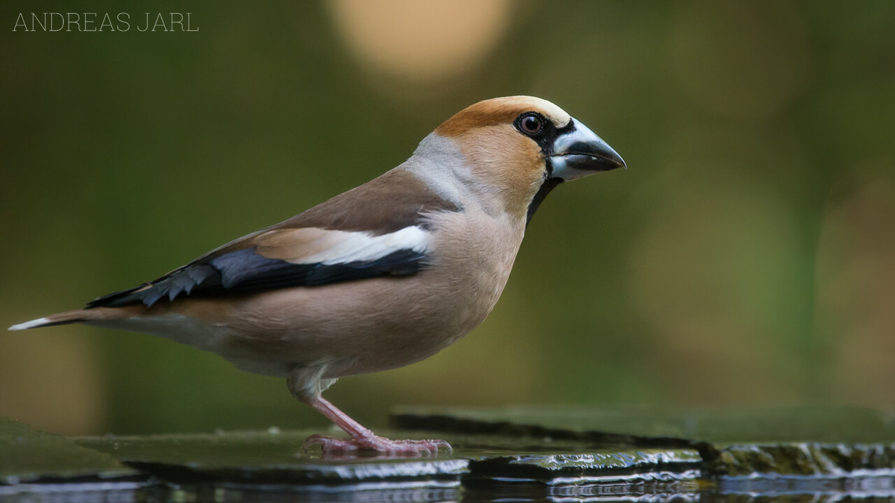 coccothraustes_coccothraustes_2305