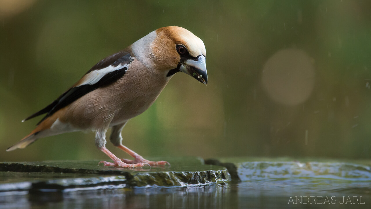 coccothraustes_coccothraustes_2307