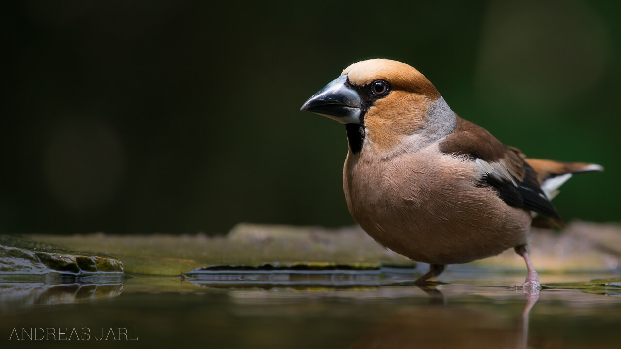 coccothraustes_coccothraustes_2312