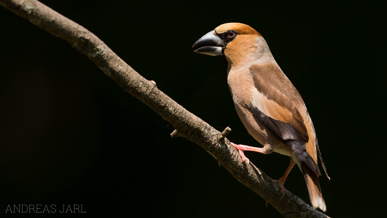 coccothraustes_coccothraustes_3620