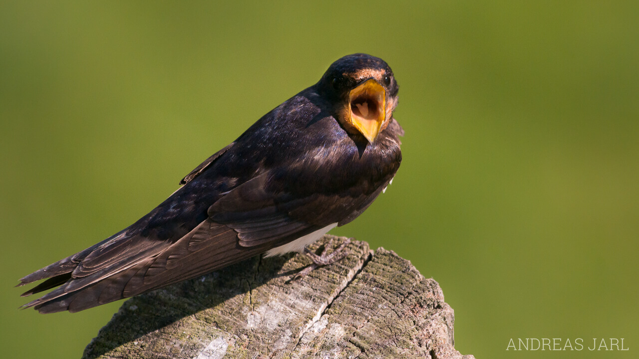 hirundo_rustica_1324