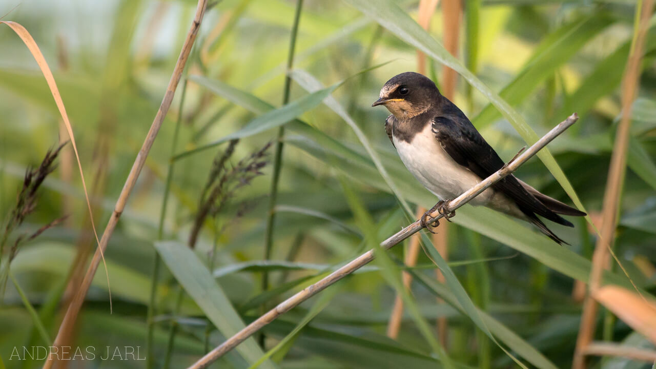 hirundo_rustica_2388