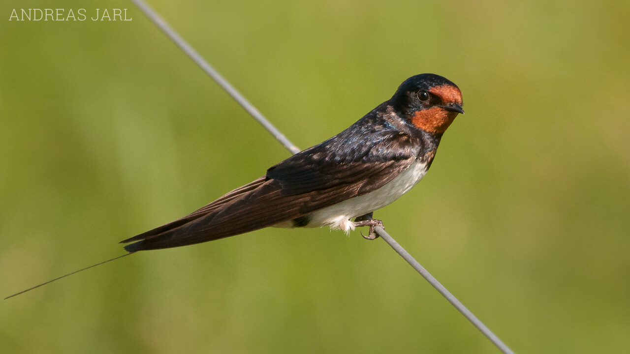 hirundo_rustica_637