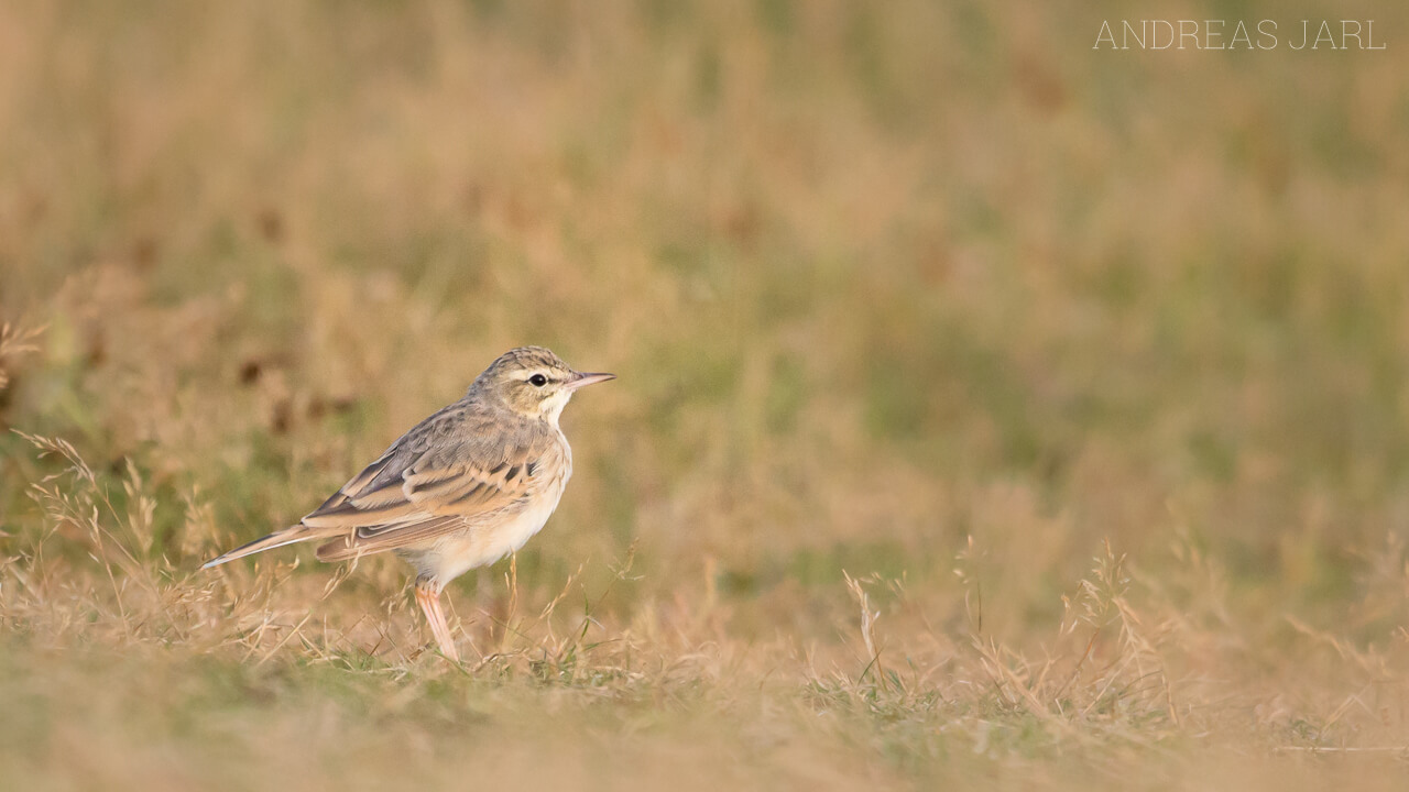 anthus_campestris_1862