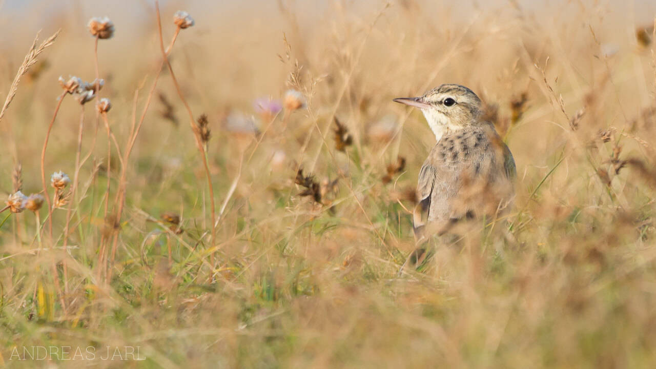 anthus_campestris_1863