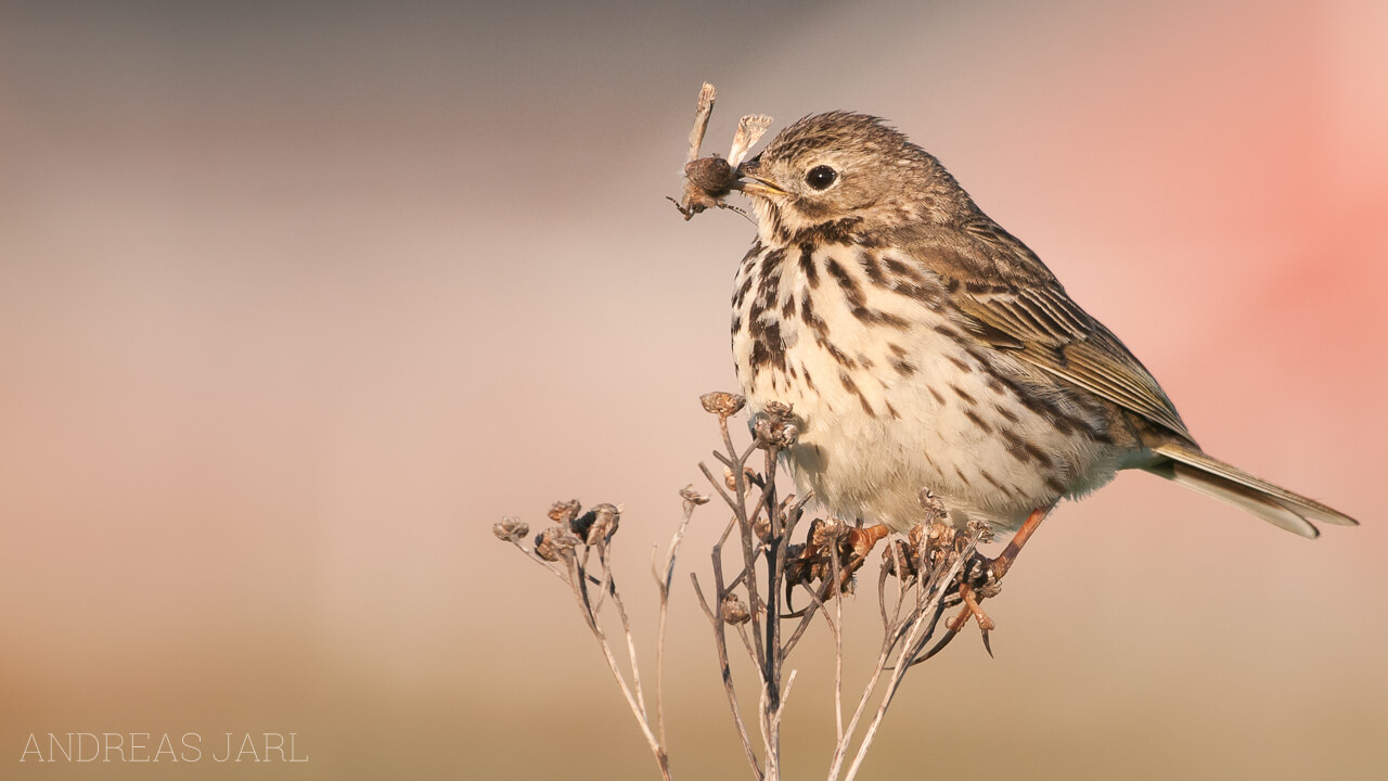 anthus_pratensis_11