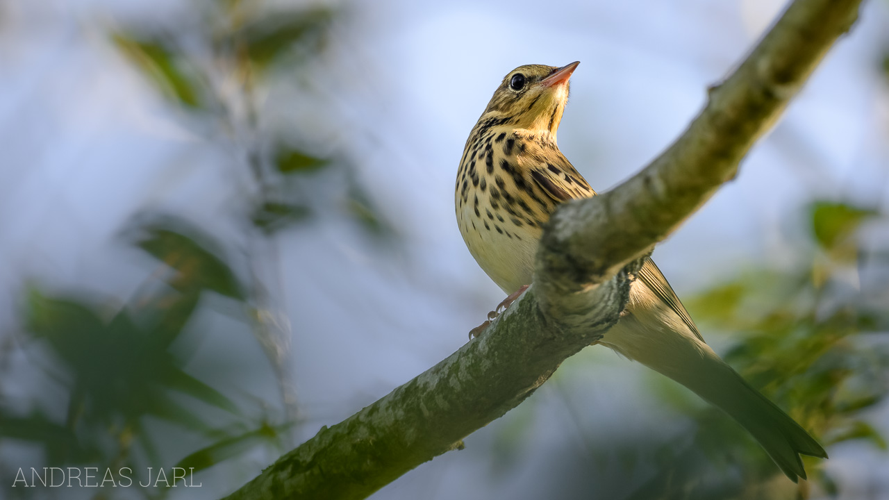 anthus_trivialis_4635_dxo