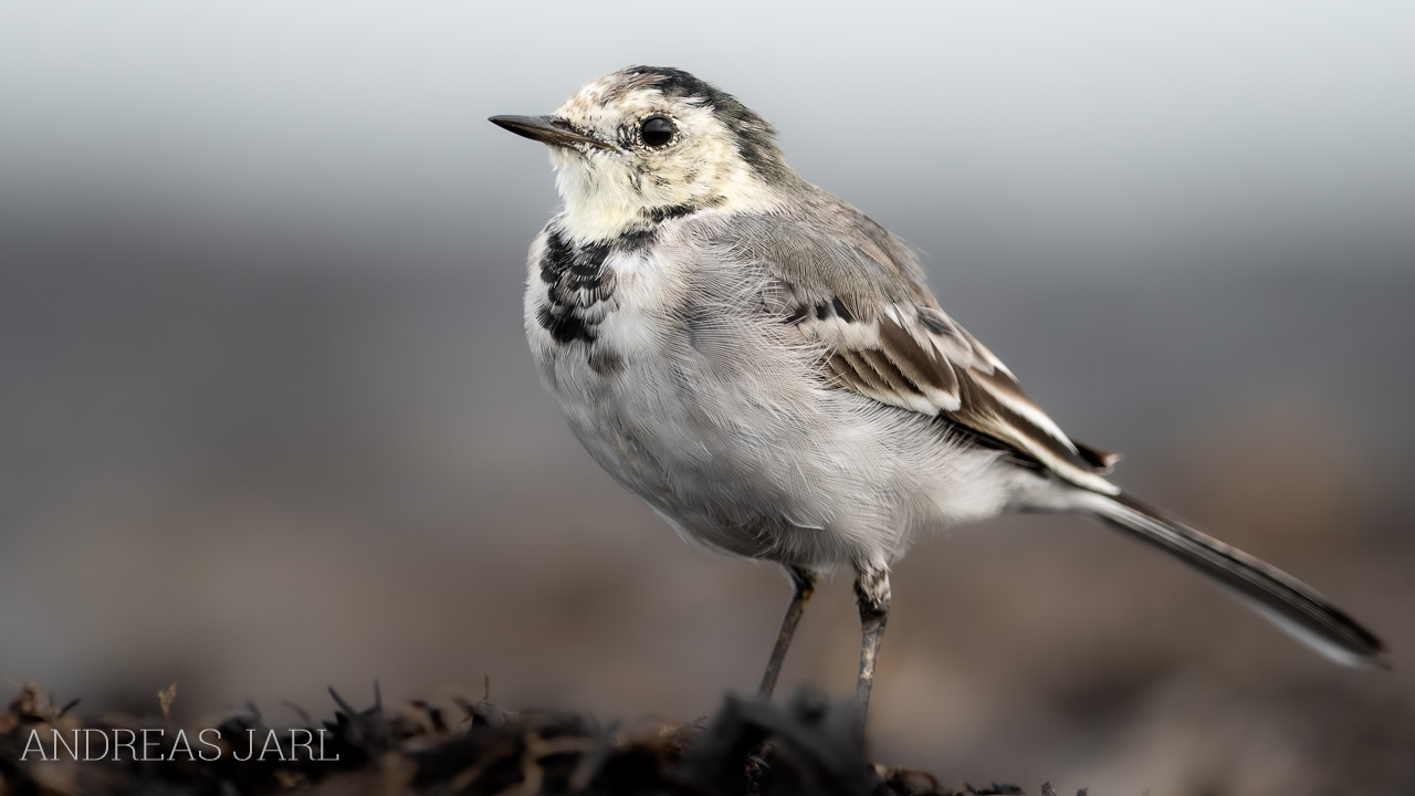 motacilla_alba_4964_dxoxd