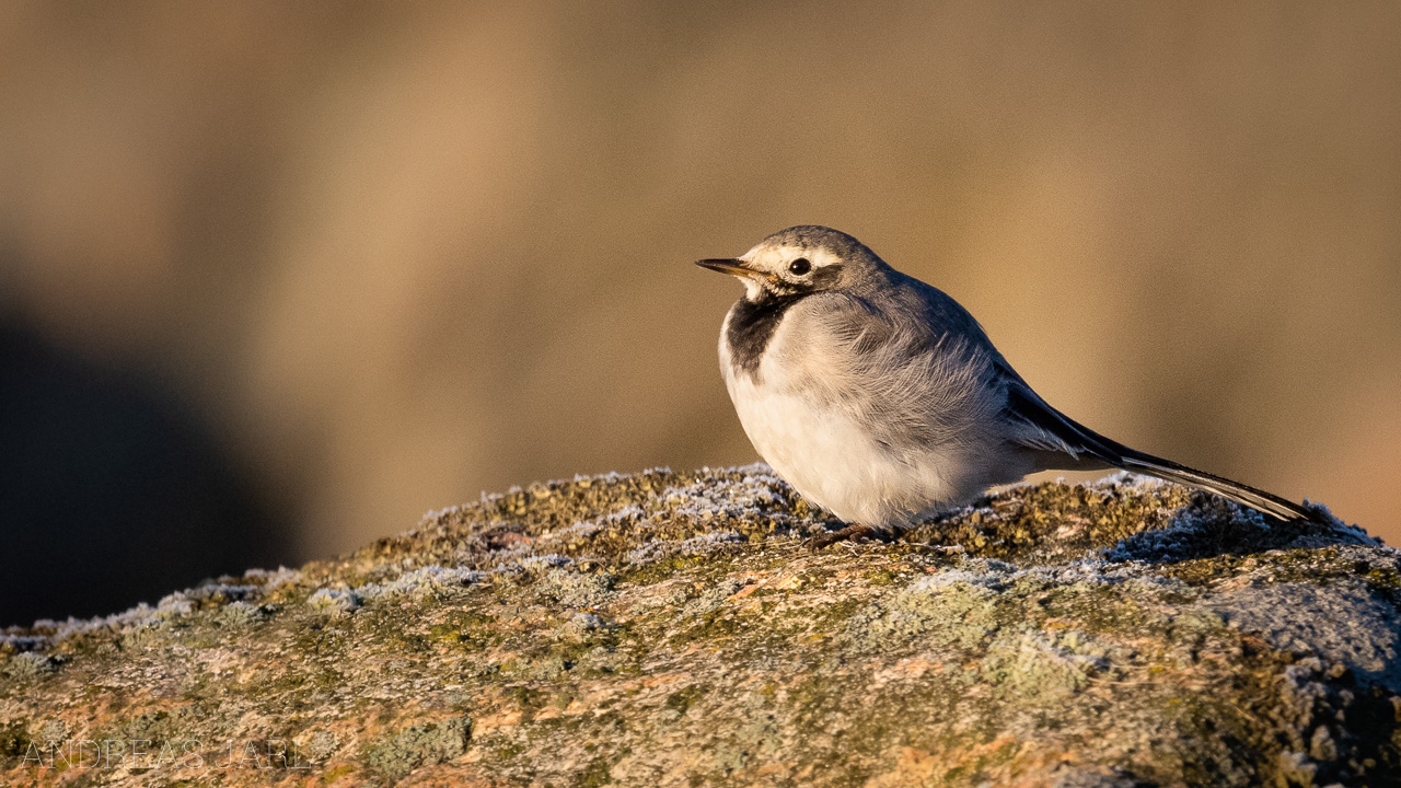 motacilla_alba_personata_4268