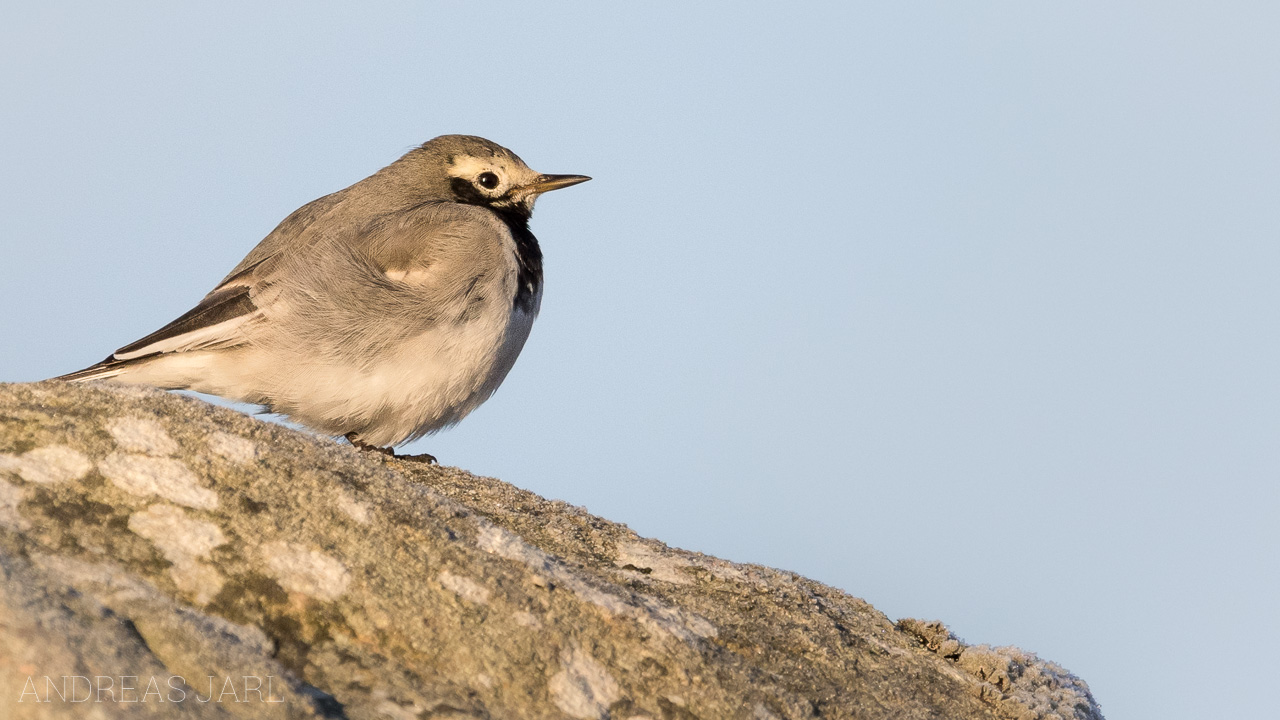 motacilla_alba_personata_4269