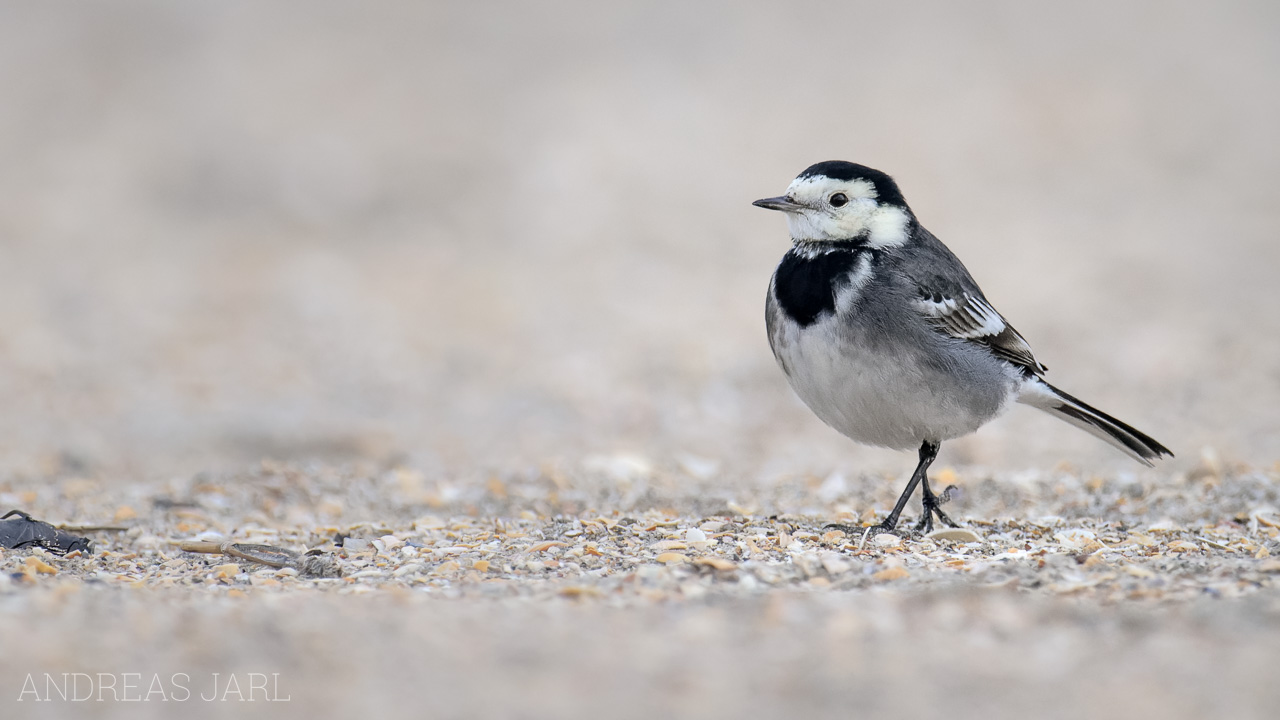 motacilla_alba_yarrellii_4689_dxo