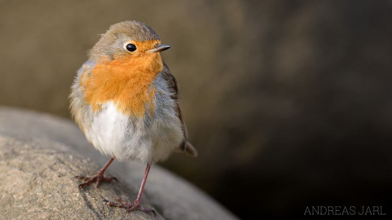 erithacus_rubecula_4551_dxo