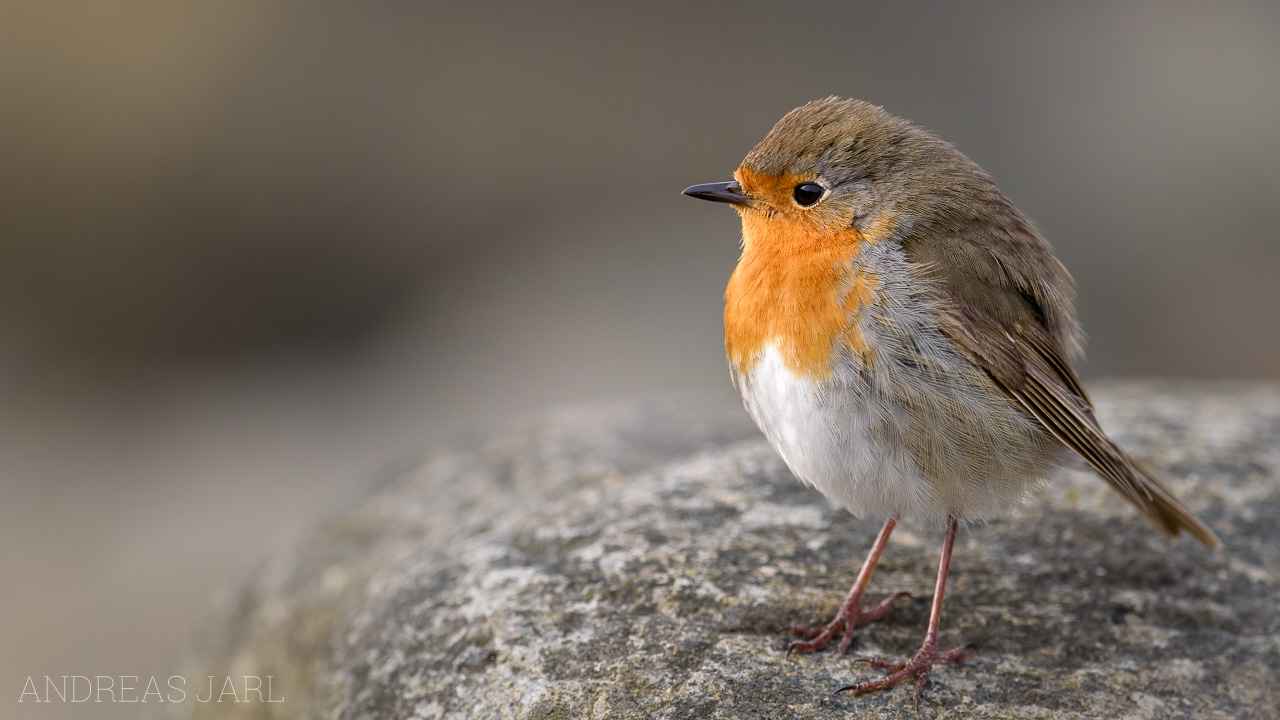 erithacus_rubecula_4552_dxo