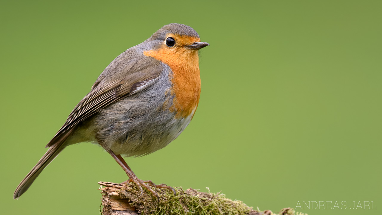 erithacus_rubecula_4762_dxoxd