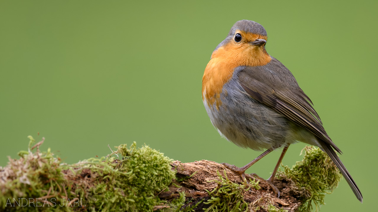 erithacus_rubecula_4763_dxoxd