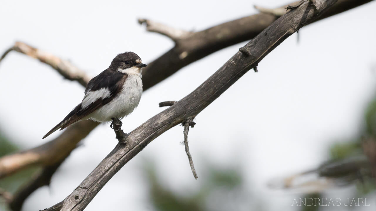 ficedula_hypoleuca_1316