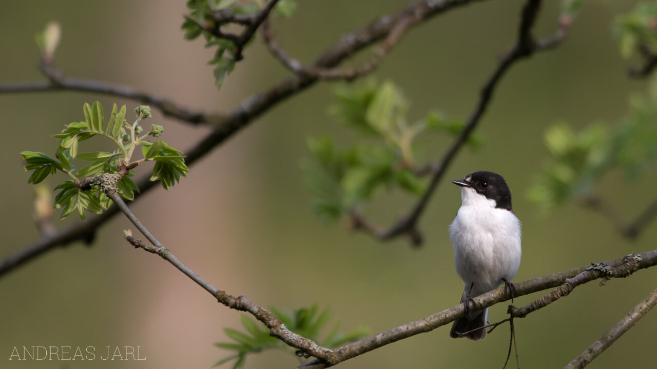 ficedula_hypoleuca_2009