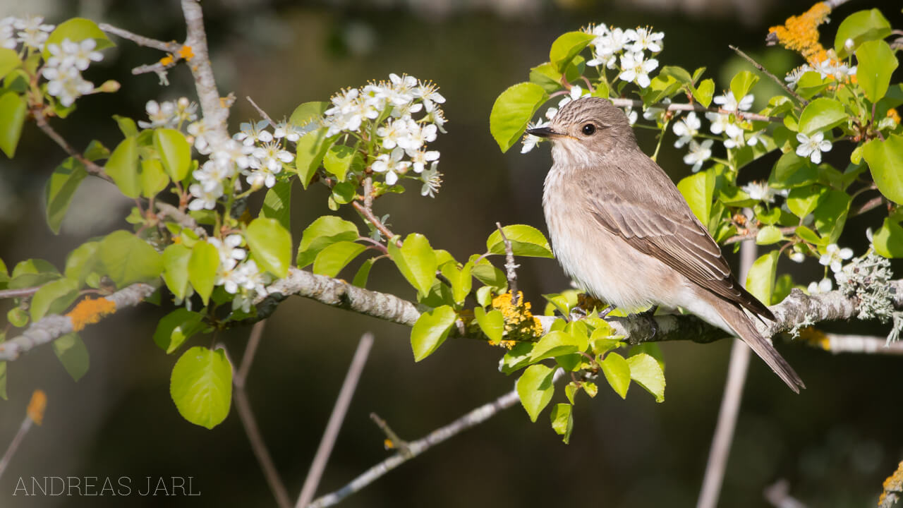 muscicapa_striata_1723