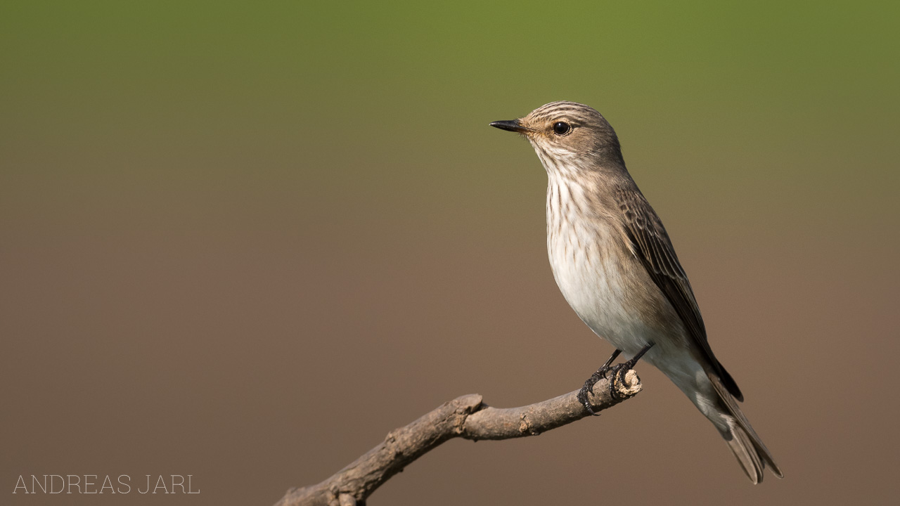 muscicapa_striata_3273