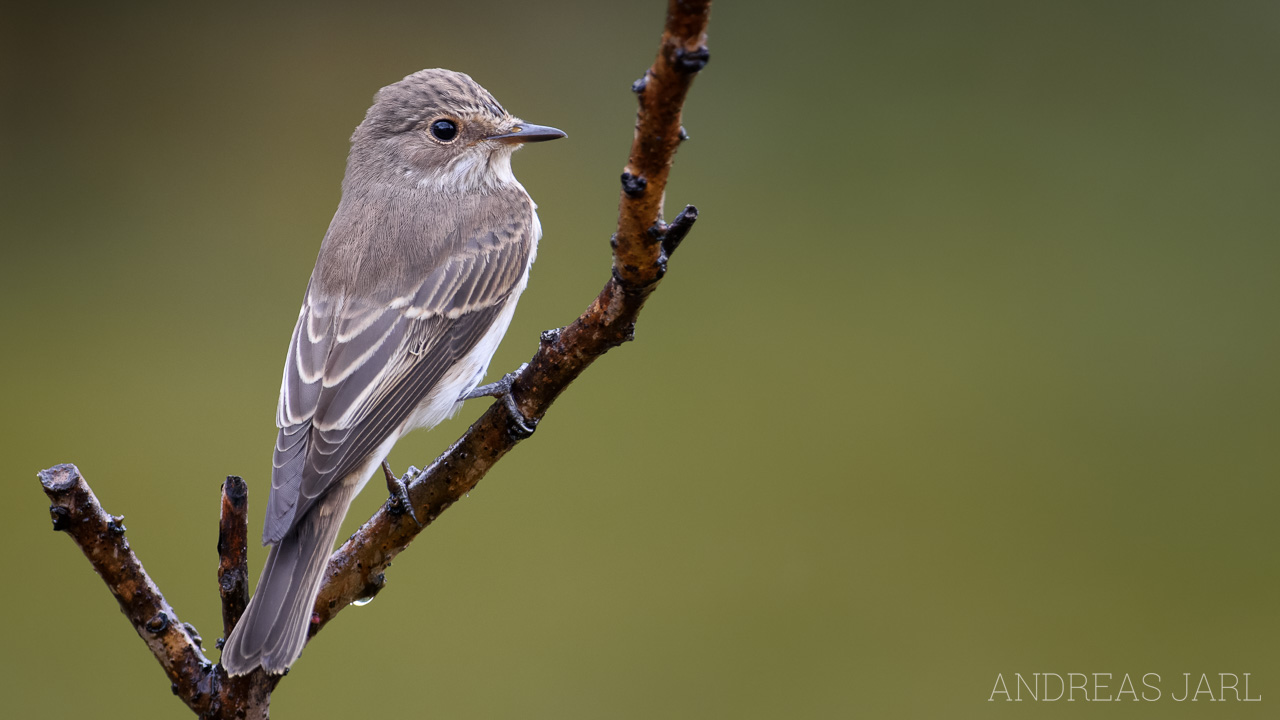 muscicapa_striata_4637_dxo