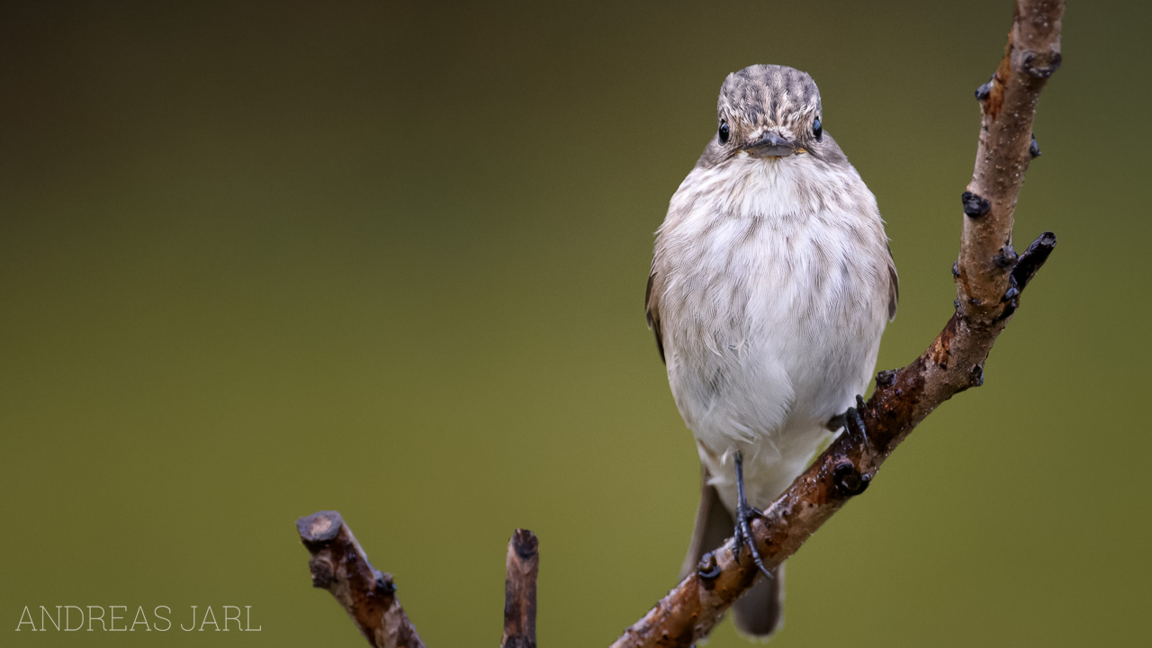 muscicapa_striata_4638_dxo