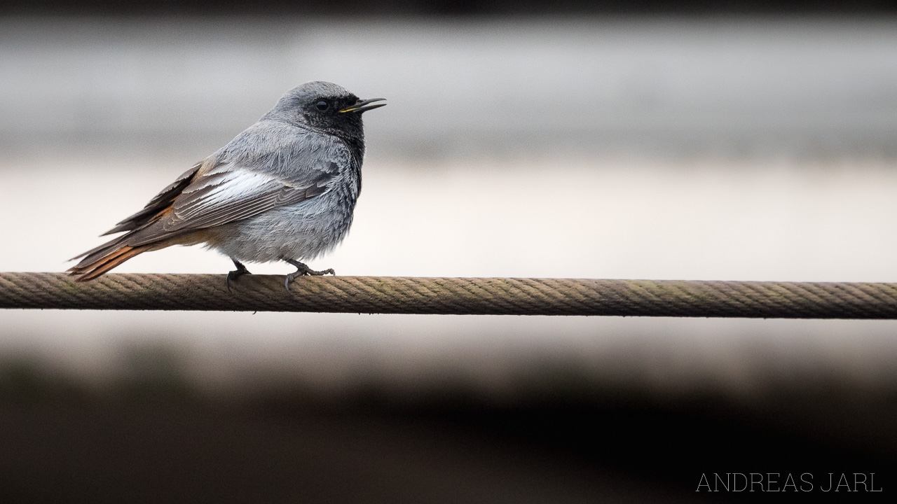 phoenicurus_ochruros_gibraltariensis_4325