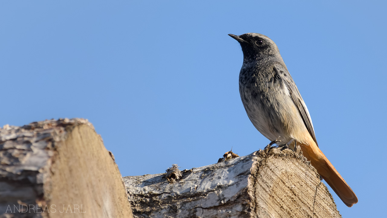 phoenicurus_ochruros_gibraltariensis_4517_dxo