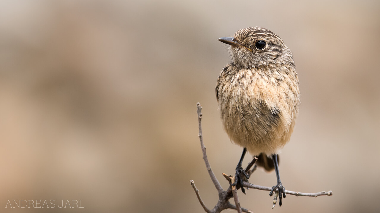 saxicola_rubicola_2666