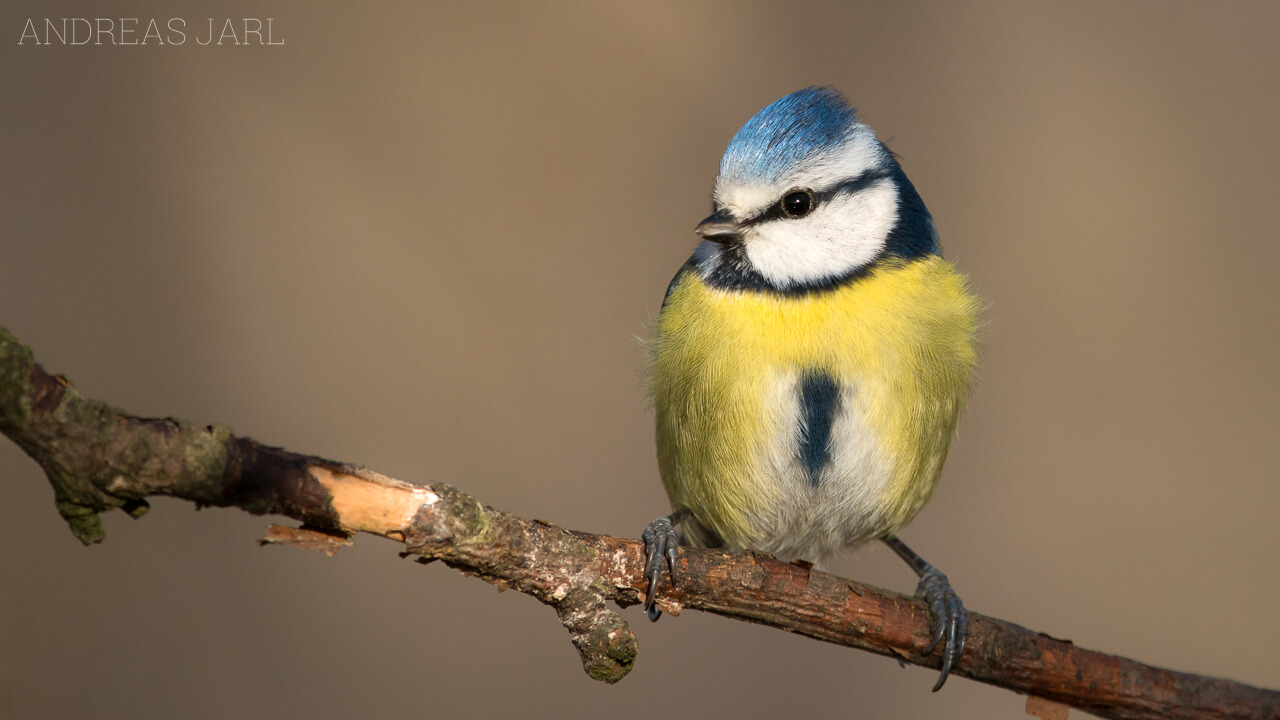 cyanistes_caeruleus_2511