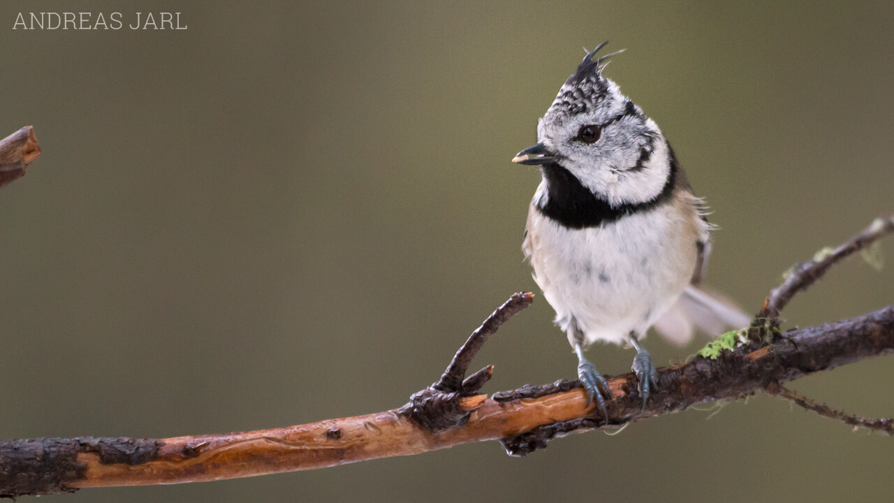 lophophanes_cristatus_1482