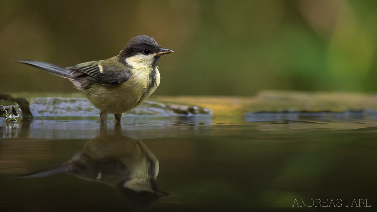 parus_major_2318