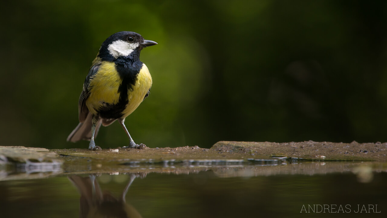 parus_major_2319