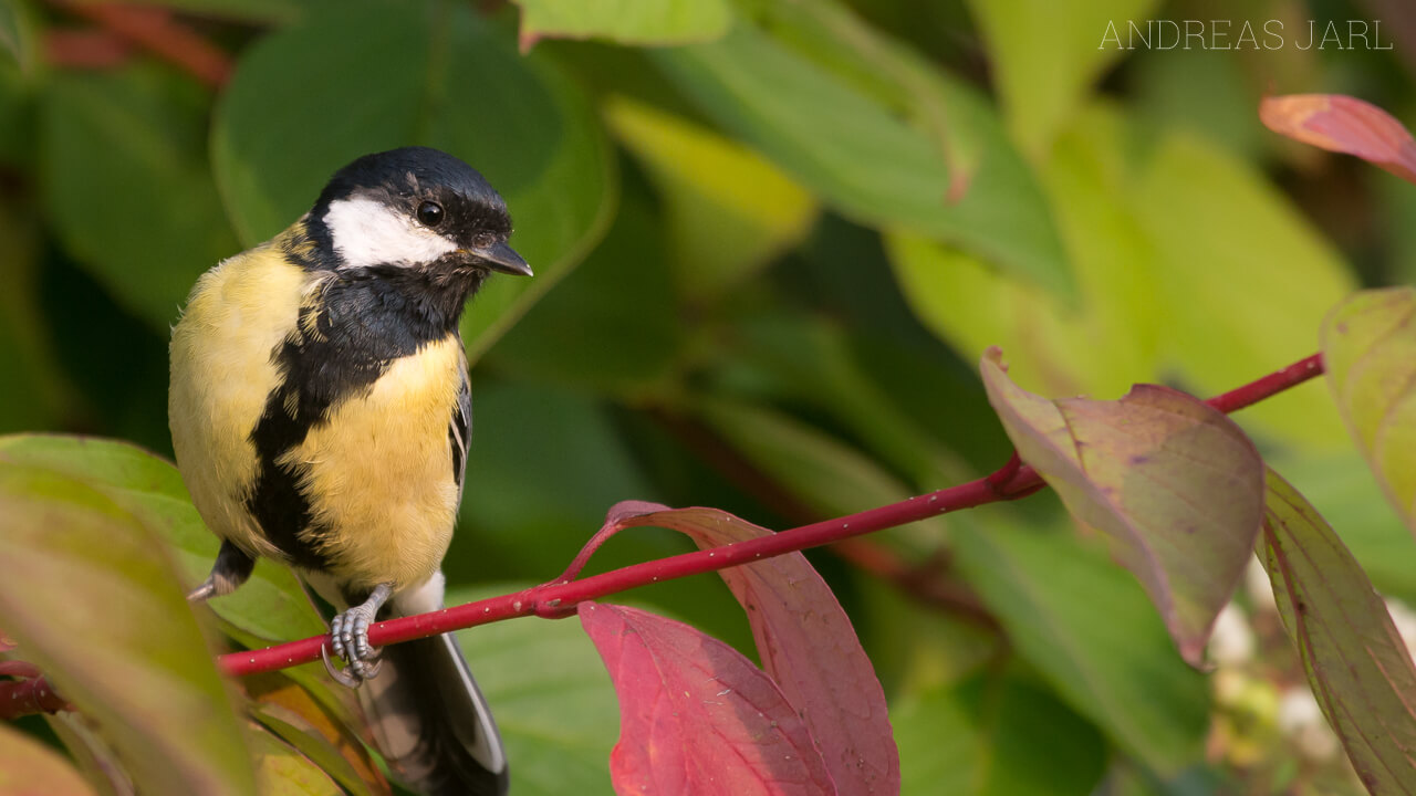 parus_major_2451