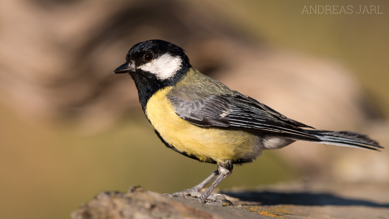 parus_major_2670