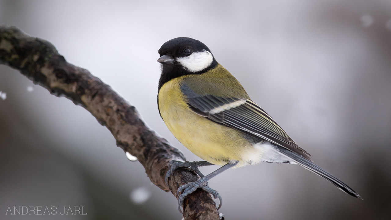 parus_major_3233