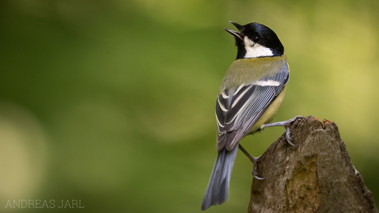 parus_major_3433